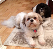 Chance and Bandit Shih Tzu brothers