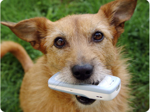 Dog with mobile phone in mouth