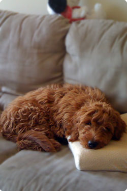 dog relaxing on couch