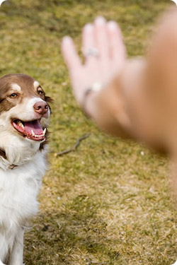 Dog training to stay