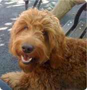 Fozzie Goldendoodle dog